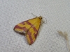 Pyrausta sanguinalis (Linnaeus, 1767)