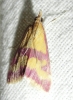 Pyrausta sanguinalis (Linnaeus, 1767)
