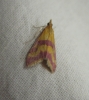 Pyrausta sanguinalis (Linnaeus, 1767)