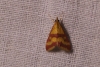Pyrausta sanguinalis (Linnaeus, 1767)