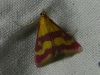 Pyrausta sanguinalis (Linnaeus, 1767)