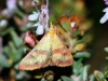 Pyrausta sanguinalis (Linnaeus, 1767)