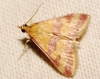 Pyrausta virginalis Duponchel, 1832 Pyrausta virginalis Duponchel, 1832