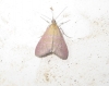 Pyrausta virginalis Duponchel, 1832 Pyrausta virginalis Duponchel, 1832