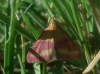 Pyrausta virginalis Duponchel, 1832 Pyrausta virginalis Duponchel, 1832