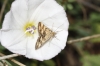 Pyrausta despicata (Scopoli, 1763)