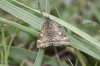 Pyrausta despicata (Scopoli, 1763)