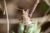 Pyrausta despicata (Scopoli, 1763)