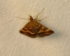 Pyrausta despicata (Scopoli, 1763)