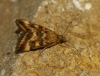 Pyrausta despicata (Scopoli, 1763)