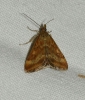 Pyrausta despicata (Scopoli, 1763)