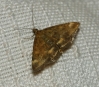 Pyrausta despicata (Scopoli, 1763)
