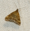 Pyrausta despicata (Scopoli, 1763)