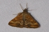 Pyrausta despicata (Scopoli, 1763)