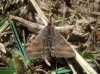 Pyrausta despicata (Scopoli, 1763)
