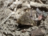 Pyrausta despicata (Scopoli, 1763)