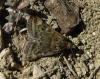 Pyrausta despicata (Scopoli, 1763)