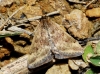 Pyrausta despicata (Scopoli, 1763)