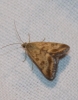 Pyrausta despicata (Scopoli, 1763)