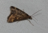 Pyrausta despicata (Scopoli, 1763)