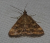 Pyrausta despicata (Scopoli, 1763)