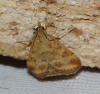Pyrausta despicata (Scopoli, 1763)