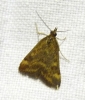 Pyrausta despicata (Scopoli, 1763)
