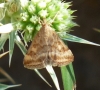 Pyrausta despicata (Scopoli, 1763)