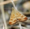 Pyrausta despicata (Scopoli, 1763)