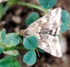 Pyrausta despicata (Scopoli, 1763)