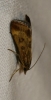 Pyrausta despicata (Scopoli, 1763)
