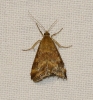 Pyrausta despicata (Scopoli, 1763)