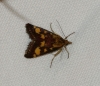 Pyrausta purpuralis (Linnaeus 1758)