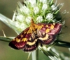 Pyrausta purpuralis (Linnaeus 1758)