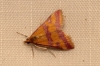 Pyrausta sanguinalis (Linnaeus, 1767)