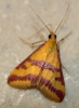Pyrausta sanguinalis (Linnaeus, 1767)