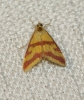 Pyrausta sanguinalis (Linnaeus, 1767)