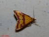 Pyrausta sanguinalis (Linnaeus, 1767)