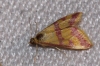 Pyrausta sanguinalis (Linnaeus, 1767)