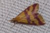 Pyrausta sanguinalis (Linnaeus, 1767)