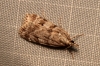 Scoparia ambigualis (Treitschke, 1829)