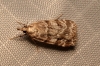 Scoparia ambigualis (Treitschke, 1829)
