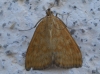 Sitochroa verticalis (Linnaeus, 1758)