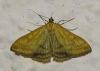 Sitochroa verticalis (Linnaeus, 1758)