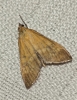 Sitochroa verticalis (Linnaeus, 1758)