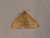 Sitochroa verticalis (Linnaeus, 1758)