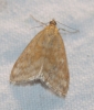 Sitochroa verticalis (Linnaeus, 1758)