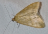 Sitochroa verticalis (Linnaeus, 1758)