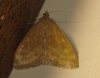 Sitochroa verticalis (Linnaeus, 1758)