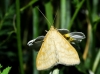 Sitochroa verticalis (Linnaeus, 1758)